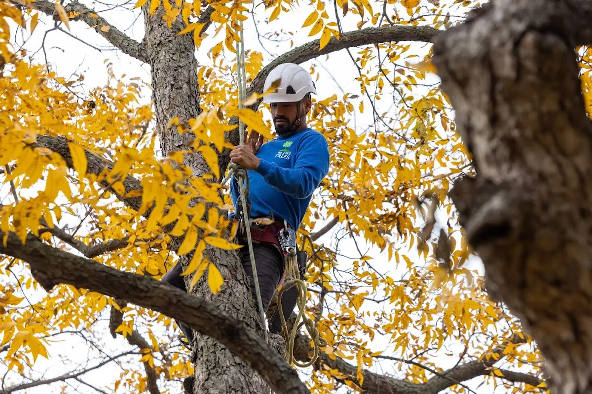 Skilled Tree Pruning crew working in Laurens
